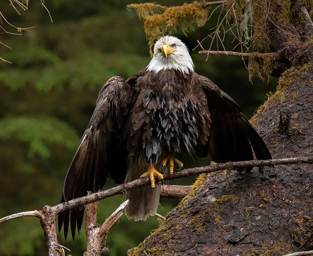 Usa-Alaska A bald eagle at Anan Creek tries to dry its wings during a rainstorm art print by Betty Sederquist for $57.95 CAD